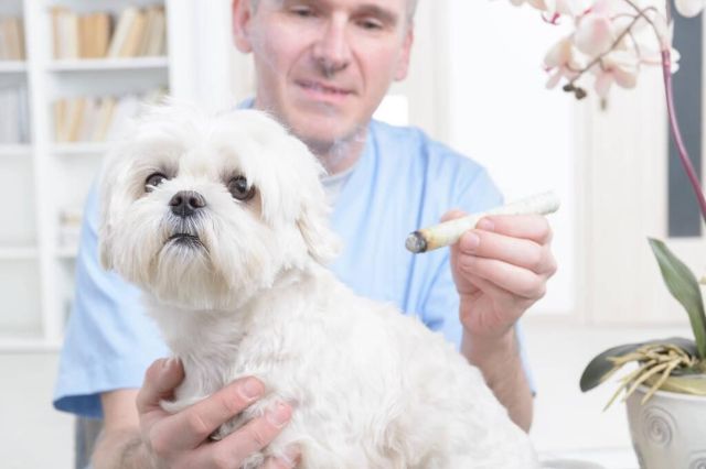 Benefits of Acupuncture for Dogs